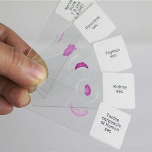 50pcs Of Box Set On Zoology Prepared Microscope Slides Used Homeschool Teaching